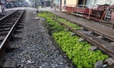 Hành lang đường sắt trở thành vườn rau ở Hà Nội
