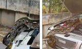 Tài xế kinh hãi phát hiện trăn khổng lồ trong mui xe