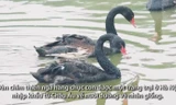 Nhân giống thiên nga bán cho nhà giàu, thu lợi 3 tỷ một năm