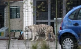 Dân hoảng loạn vì hổ trắng xổng chuồng, đi lang thang trên phố