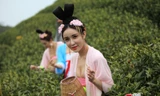 Mỹ nữ Trung Quốc diện y phục cung đình lên núi hái chè