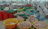 Brazil dừng nhập khẩu cá tra của một công ty Việt Nam