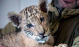 Con "liger" có tên Tsar tại một sở thú ở Nga. Ảnh chụp ngày 26/1, khi Tsar khoảng 2 tháng tuổi.