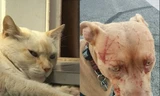 Mèo già nổi điên tấn công người cùng cả đàn Pitbull
