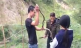 Nhóm thanh niên bỏ con rắn vừa bắt được vào bao. Ảnh cắt từ video.