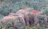 Đàn voi sáu con từng xuất hiện tại huyện Thanh Chương năm 2016 được cơ quan chức năng ghi hình.