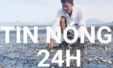 Tin nóng 24H: Hoang mang nghêu, cá ở Kiên Giang chết hàng loạt