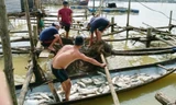 Cá nuôi lồng chết hàng loạt sau lũ tại vùng cửa biển Thuận An, gây thiệt hại nặng cho ngư dân.