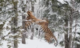 Tranh bạn tình, hổ Siberia hỗn chiến giữa rừng tuyết