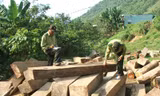 Bắt giữ Phó giám đốc quản lý rừng bán gỗ lậu