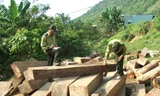 Bắt giữ Phó giám đốc quản lý rừng bán gỗ lậu