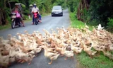 Cảnh đàn vịt nghìn con cùng qua đường ở Việt Nam gây 'sốt' báo Tây