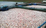 Cá chết đặc trong lồng bè