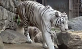 Hổ trắng trong vườn thú tại Nhật Bản. Ảnh: AFP