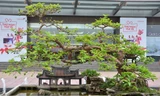 Mê mẩn ngắm bonsai và tiểu cảnh 'độc lạ' ở Thủ đô