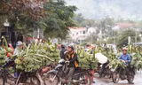 Chuối tại chợ chuối Tân Long (Hướng Hóa, Quảng Trị) giá tụt thê thảm, chỉ còn 1-2 ngàn đồng/kg. ẢNH: H.T