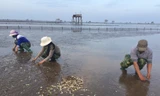 Người dân thu gom ngao chết.