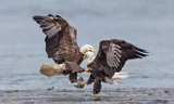 Cuộc không chiến giành mồi của đại bàng đầu trắng