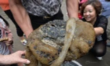 Ngư dân phát hiện dị vật kỳ quái nghi nấm trường sinh