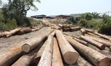 Số gỗ lậu bị bắt tại xã Quảng Sơn