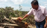 Ông Bùi Văn Thảo bên rừng cây vừa bị cắt trắng