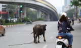 Trâu điên húc người náo loạn trên phố Hà Nội