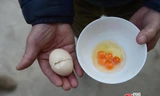 Mừng hơn trúng số vì bắt gặp trứng gà 5 lòng đỏ siêu hiếm
