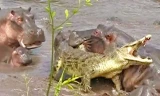 Con cá sấu đã may mắn thoát chết sau khi bị hơn 30 chú hà mã tấn công.