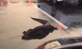 Kỳ đà dài 3m nằm chình ình giữa phố đông