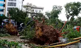 Năm 2016, đã có 11 người thương vong do cây xanh gãy đổ