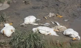 Cá, vịt chết bất thường tại khe Dốc Đỏ