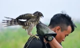Thú chơi chim ưng, đại bàng quyền uy ở Hà Nội