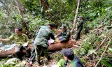 Phát hiện vụ đốn hạ hơn 146m3 gỗ trong rừng sâu ở Kon Tum 