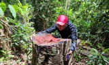 Hiện trường vụ khai thác lâm sản trái phép