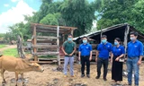 Phó Bí thư Tỉnh đoàn Gia Lai Đỗ Duy Nam (thứ hai từ trái qua) tặng bò giống cho thanh niên nghèo xã Ia Pia, huyện Chư Prông