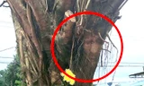 Người dân đổ xô xem cây si có hình giống mặt người, chính quyền lên tiếng