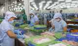 Chế biến cá tra xuất khẩu ẢNH: CẢNH KỲ 