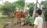 Bò đực giống được hỗ trợ dịp cuối năm 2017 tại UBND xã Triệu Độ.