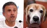 HLV Luis Enrique khiến người Tây Ban Nha tức điên vì muốn về nhà gặp… chó