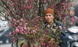 Hoa đào dạo phố, mọi nẻo đường Hà Nội tràn ngập không khí Tết