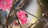 Đào cổ thụ Nhật Tân lên chậu sẵn sàng đón Tết 