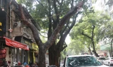 Hà Nội: Nhiều cây xanh chết khô, 'ngả nghiêng’ dọa đổ mùa mưa bão