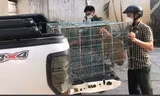 Chó chạy rông trên địa bàn phường Hiệp Bình Chánh bị bắt. Ảnh: NT