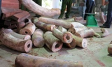 Cận cảnh hơn 9 tấn ngà voi từ châu Phi về Việt Nam