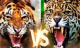 Nếu hổ ác chiến với báo đốm, loài nào sẽ giành chiến thắng?