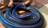 Rắn khổng lồ có màu da lấp lánh như cầu vồng gây "bão" cộng đồng mạng.