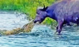 Cá sấu cắn chặt vào mũi trâu rừng.