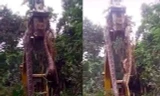 Rắn khổng lồ được cho là "lớn nhất thế giới" phải dùng cần cẩu nhấc lên.