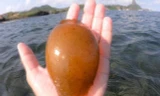 Quả trứng cá mập vô cùng quý hiếm. 