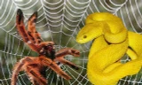 Nhện ăn thịt rắn: Hành vi săn mồi lạ thường, khiến giới khoa học kinh ngạc 